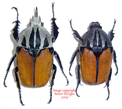 Mecynorrhina oberthuri unicolor (Tanzania)