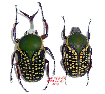 Megalorrhina harrisi haroldi (Tanzania) A2