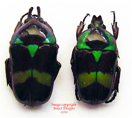 Mystroceros macleayi (Malaysia) - males only