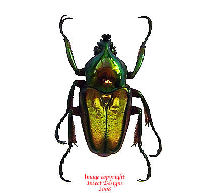 Phaedimus lumawigi (Philippines) - male