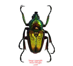 Phaedimus lumawigi (Philippines) - male