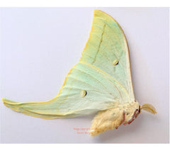 Actias artemis (Belarus) - male