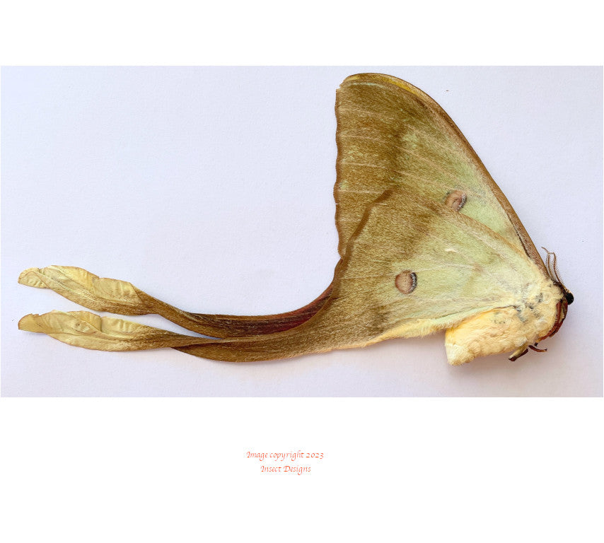 Actias isis (Sulawesi) - female A2