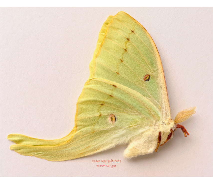 Actias luna (Belarus) - male