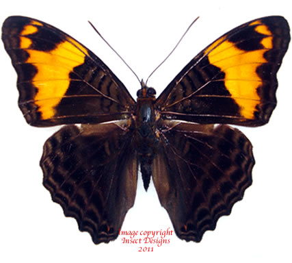 Adelpha ximena (Peru)