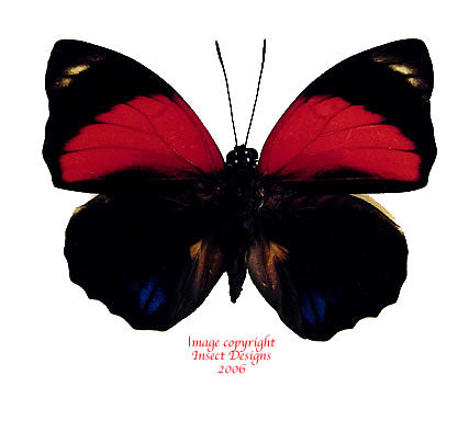 Agrias amydon tryphon (Peru)