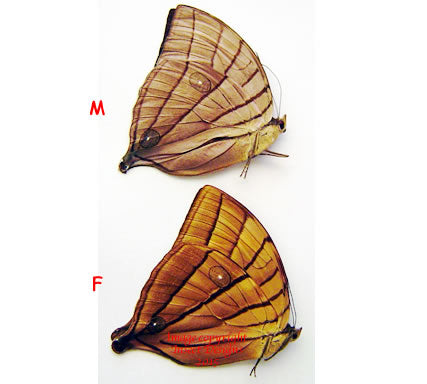 Amathuxidia amythaon (Philippines) - female