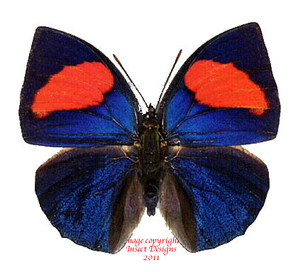 Annagrapha anna (Peru)