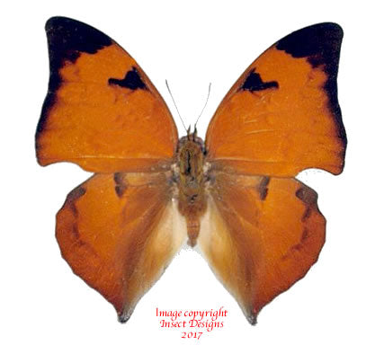 Zaretis isidora (Peru)