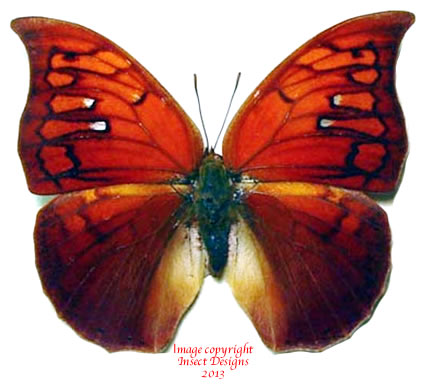 Anaea tyrianthina (Peru) - female