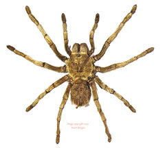 Acanthoscurria ferina (Peru)