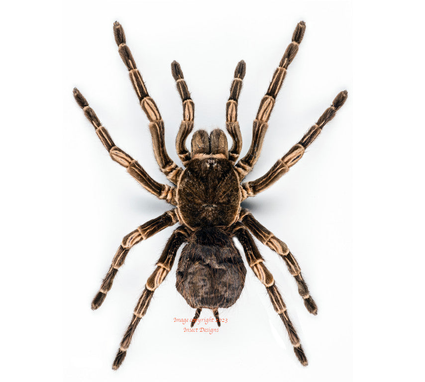 Acanthoscurria juruenicola (Peru)