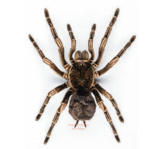 Acanthoscurria juruenicola (Peru)