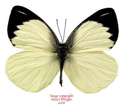 Appias aegis illana (Philippines)