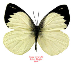 Appias aegis illana (Philippines)