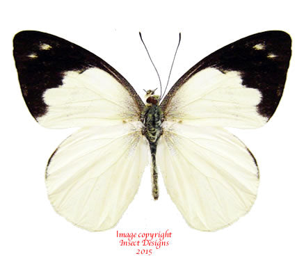 Appias indra (Malaysia)