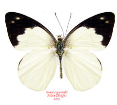 Appias indra (Malaysia)