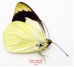 Appias indra massilia (Philippines)