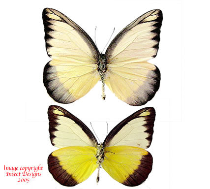 Appias lyncida (Philippines)