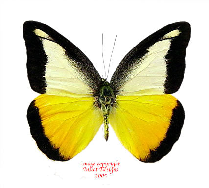 Appias nephele dilutior (Philippines)