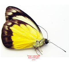 Appias waltraudae (Philippines)