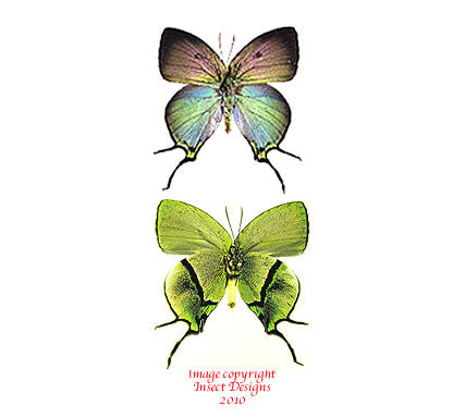 Arcas tuneta (Peru)