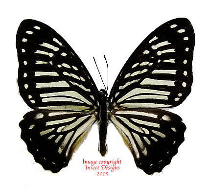 Graphium macarius palawanicola (Philippines)