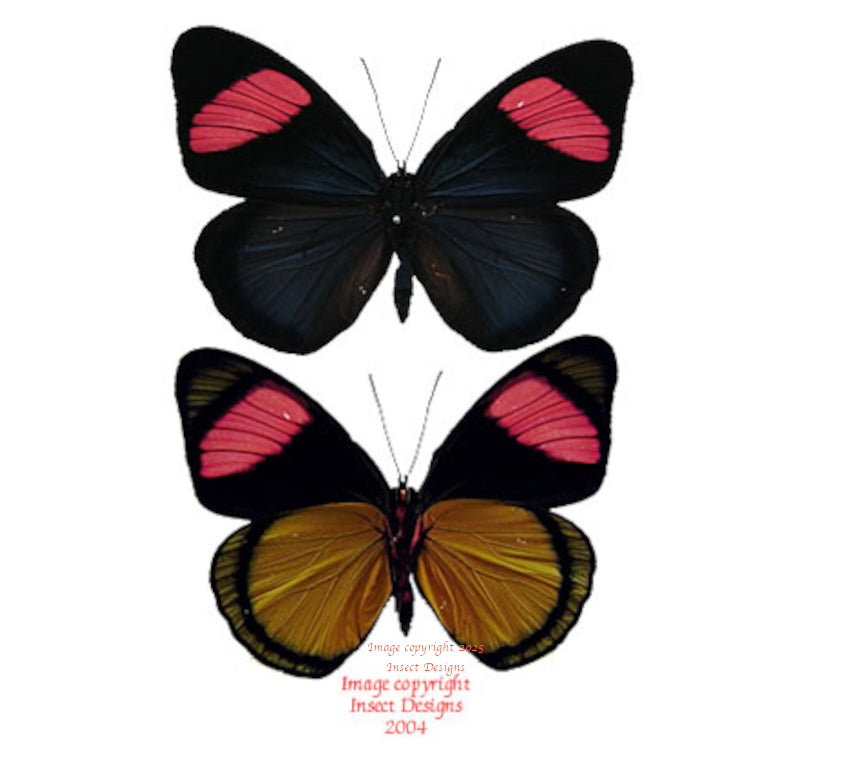 Batesia hypochlora f. chrysochlora (Peru)