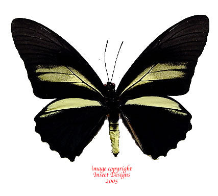 Battus crassus (Peru) - male