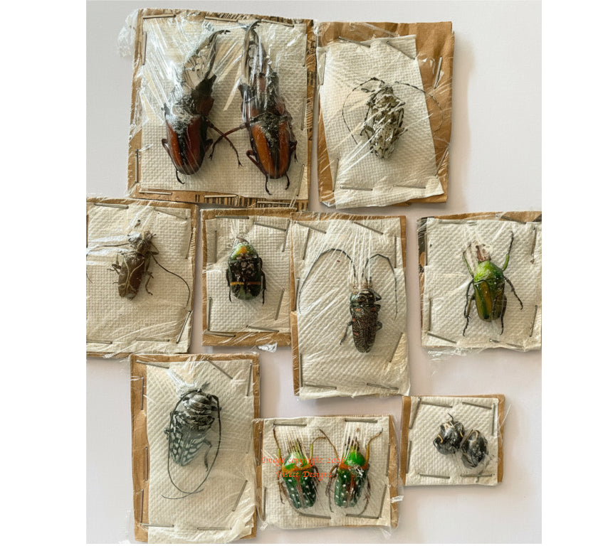 5 assorted beetles (Cameroon)