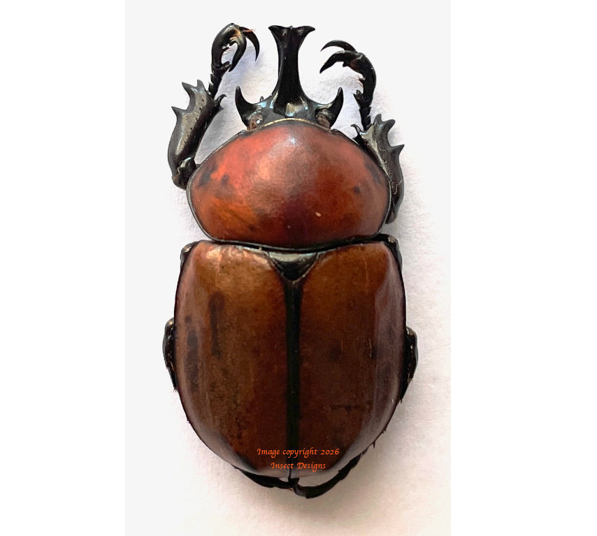 Brachysiderus tridentiger (Peru)