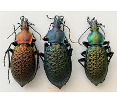 Carabus elysii (China) - pack of 3