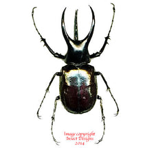 Chalcosoma mollenkampi (Malaysia)