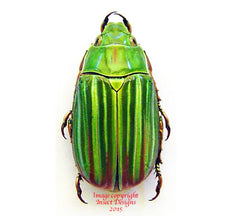 Chrysina adelaida (Mexico)