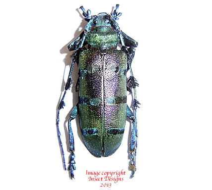 Diastocera wallichi (Thailand) - pair