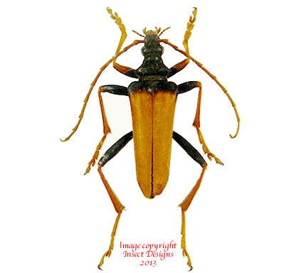 Mastododera nodicolis (Madagascar) - quality dried beetles for sale ...