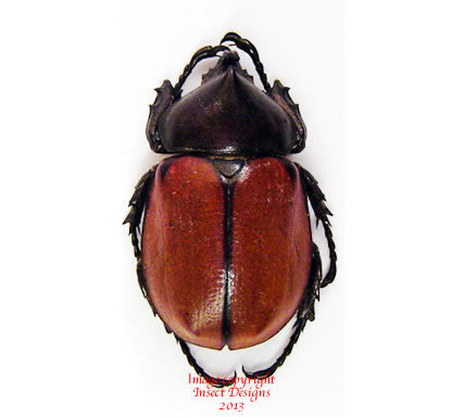 Mitracephala humboldtii (Peru)