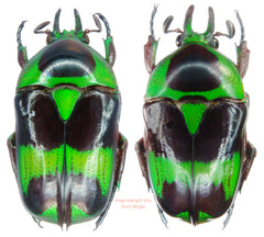 Mystroceros rouyeri (Malaysia)