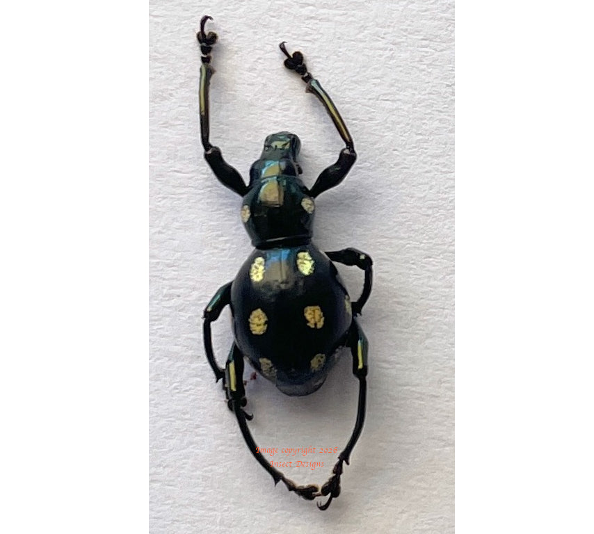 Pachyrrhynchus erichsoni (Philippines)