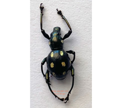 Pachyrrhynchus erichsoni (Philippines)
