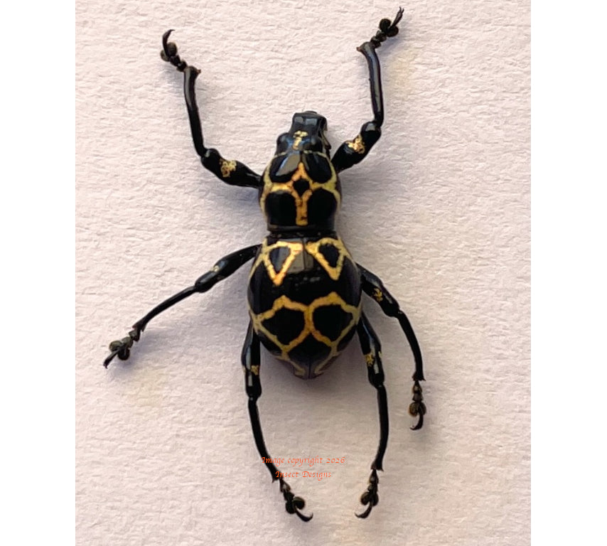 Pachyrrhynchus marinduquensis (Philippines)