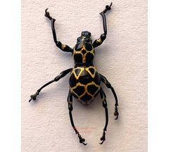 Pachyrrhynchus marinduquensis (Philippines)