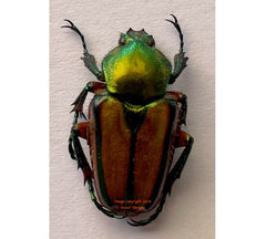 Phaedimus lumawigi (Philippines) - female