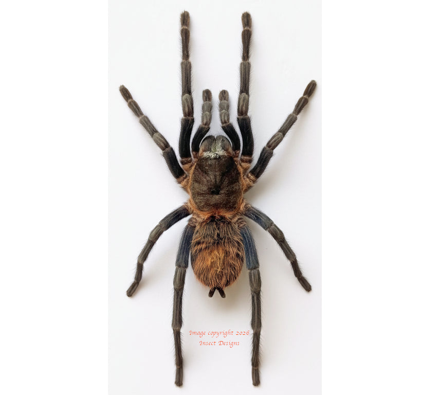 Brachypelma vagans (Peru)