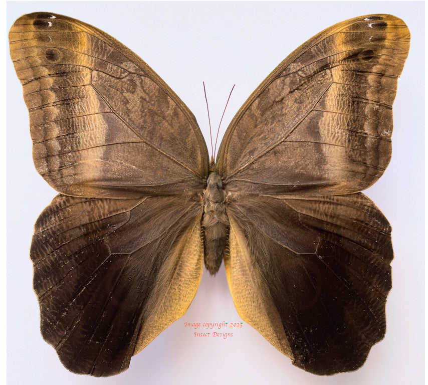 Caligo eurilochus x Caligo atreus hybrid (Peru)