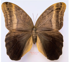 Caligo eurilochus x Caligo atreus hybrid (Peru)