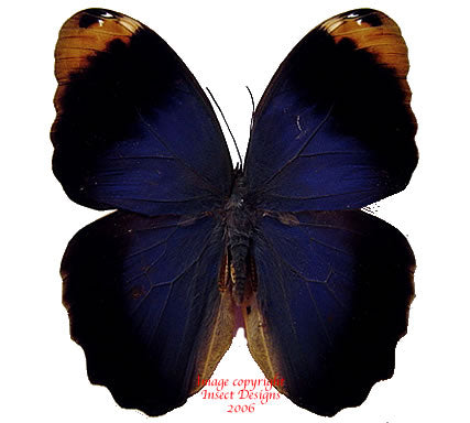 Caligo beltrao (Brazil)