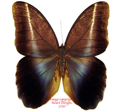 Caligo idomeneus (Peru)