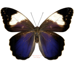 Caligo martia (Brazil)