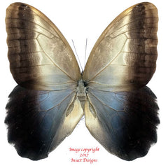 Caligo oedipus (Colombia) - female